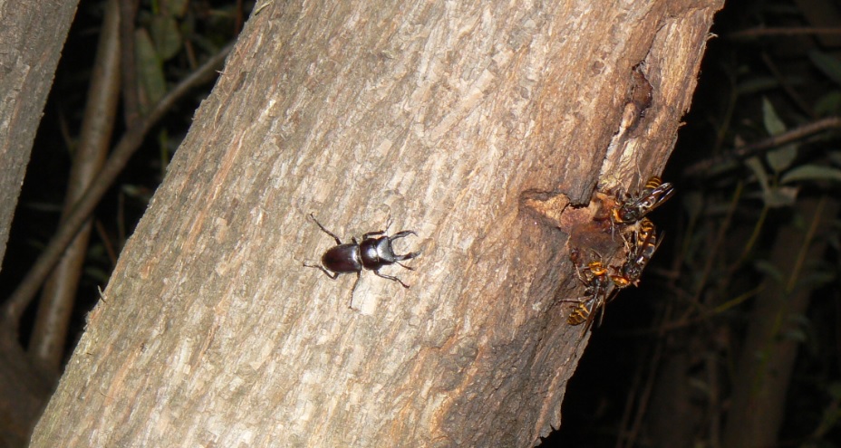 ヤナギ林の1本のヤナギ_10月 樹洞に群れるオオスズメバチとコクワガタ_201003_19-05
